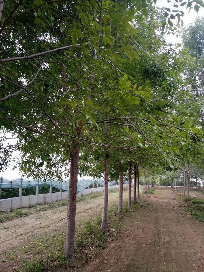 白蜡树多少钱一棵?2020年白蜡树价格最新行情预测