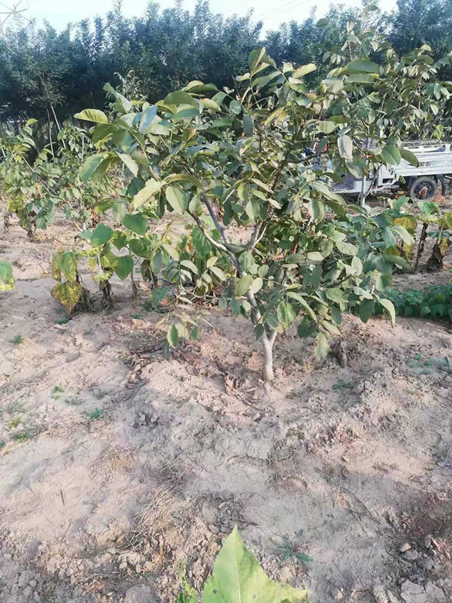 美国薄壳山核桃种苗多少钱一棵?最新美国薄壳山核桃种苗价格行情