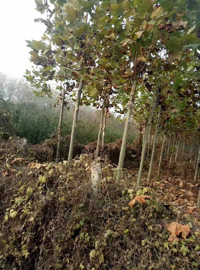 法桐树苗多少钱一棵?最新法桐树苗价格行情