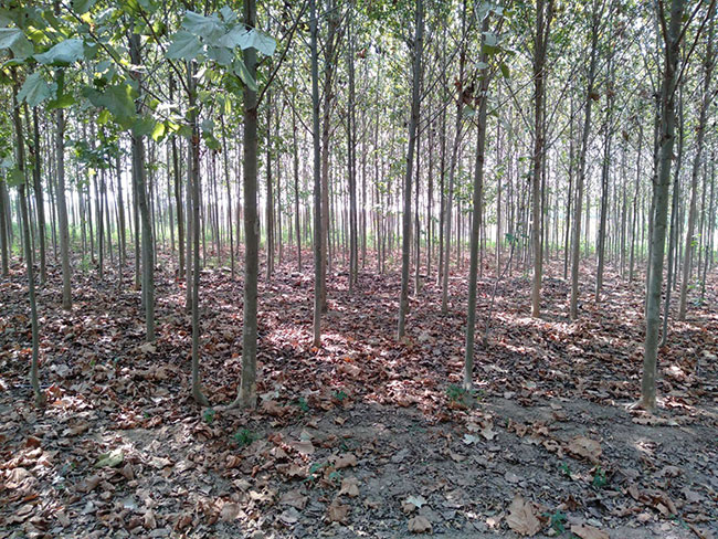 造型法桐小苗多少钱一棵?造型法桐小苗批发价格