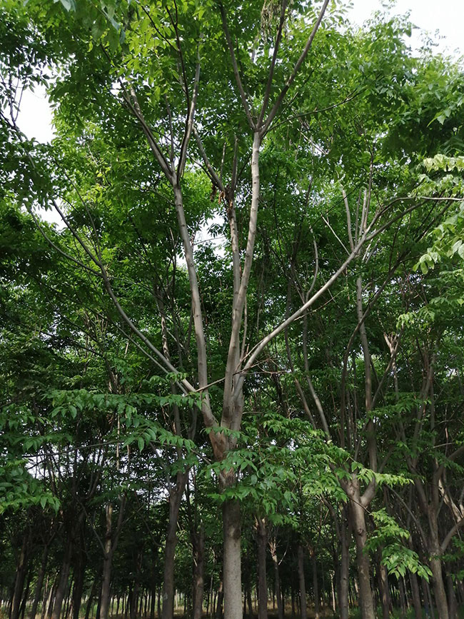 北栾树几月份发芽?栾树种子几月播种好?