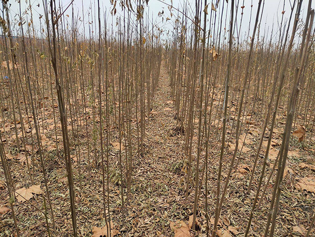 北栾树虫害有哪些?栾树虫害防治方法