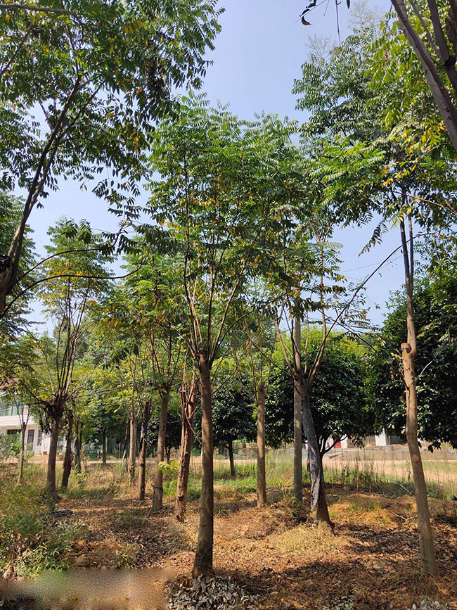 北栾树虫害有哪些?栾树虫害防治方法