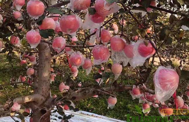 烟台红富士苹果苗市场行情 烟台红富士苹果苗市场行情