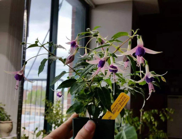 吊钟花