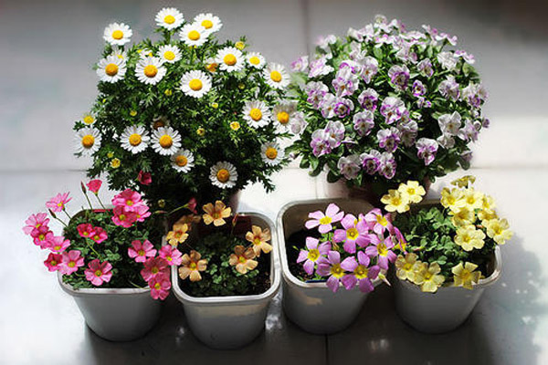 雏菊