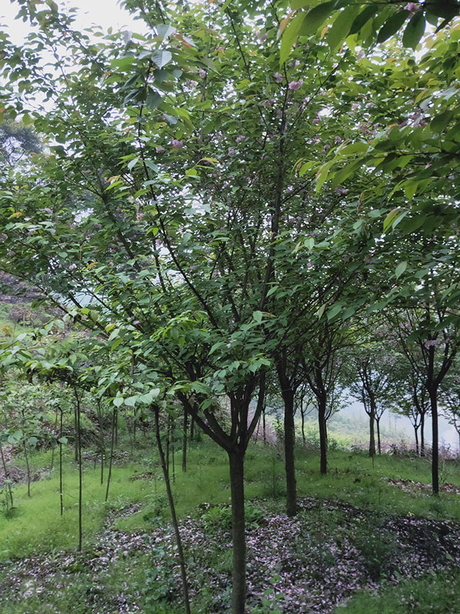樱花什么时候种植好?盆栽红叶樱花种植技术