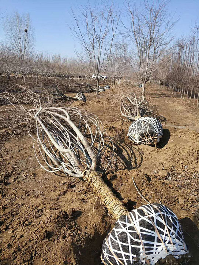 樱花树怎么栽容易成活?樱花栽植的注意事项