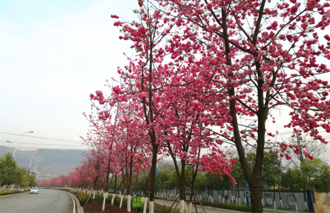 樱花移栽后怎样浇水?樱花树的移栽与管理技术