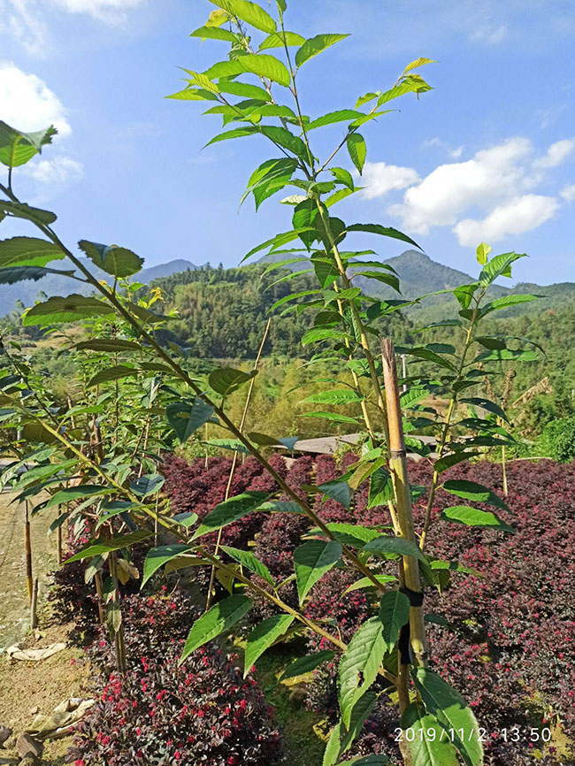 樱花树怎么栽容易成活?樱花栽植的注意事项
