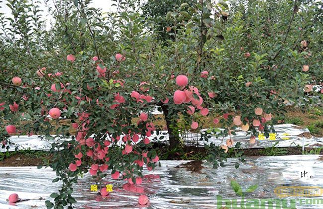 烟台红富士苹果苗市场行情 烟台红富士苹果苗市场行情