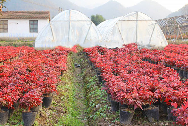 紫叶红栌繁殖方法
