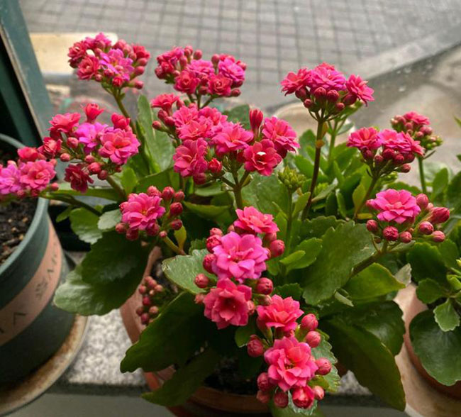 长寿花