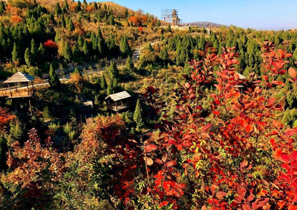 紫叶红栌