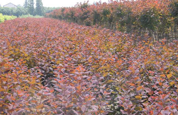 紫叶红栌几月发芽？紫叶红栌种植养护方法