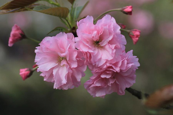 樱花