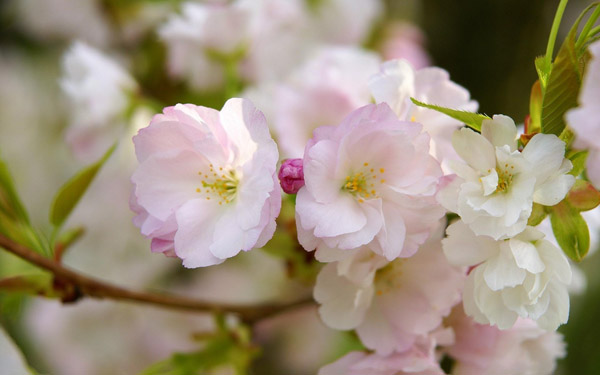 樱花