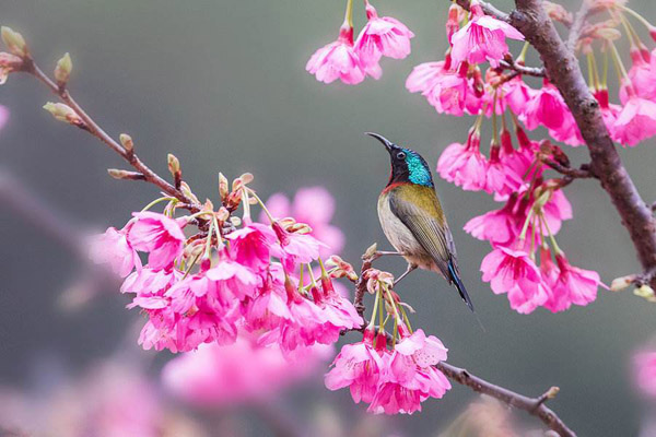 樱花