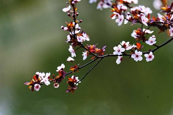 红叶李什么季节栽植好？红叶李栽植要点