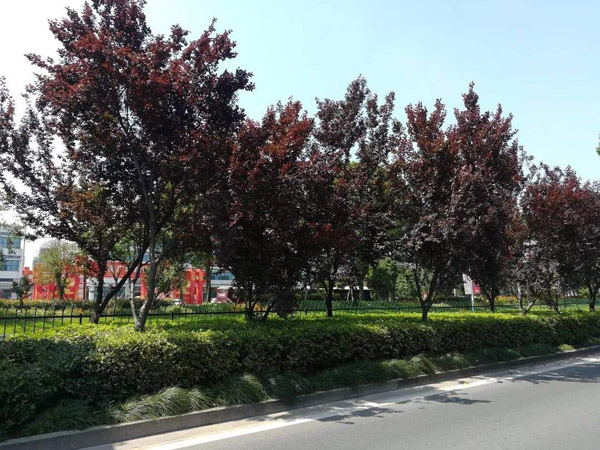 红叶李绿化树