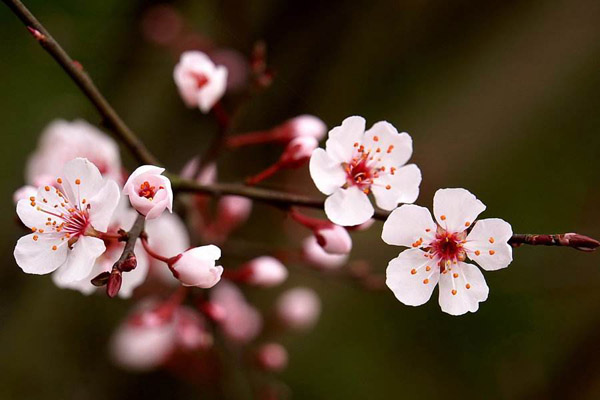 紫叶李什么季节开花？紫叶李开什么颜色的花？