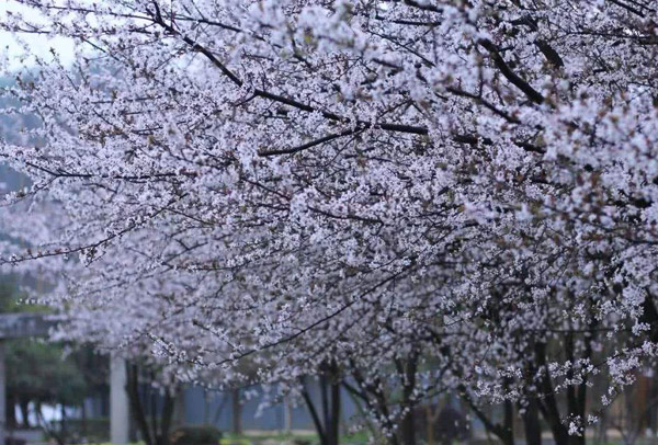 紫叶李