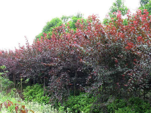 红叶李苗木基地