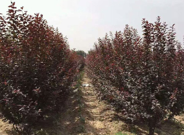 红叶李基地实拍图
