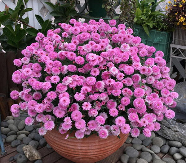 千头菊盆栽