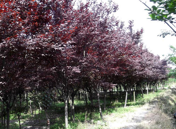 红叶李基地实拍