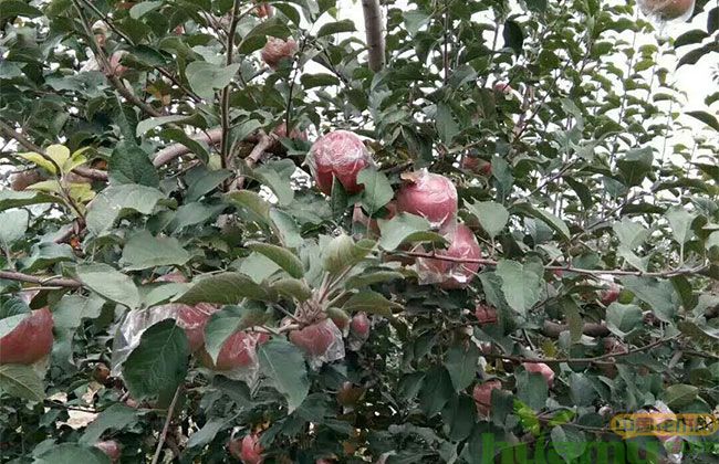 矮化冰糖心苹果苗批发价格 矮化冰糖心苹果苗批发价格