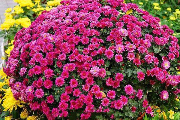 千头菊