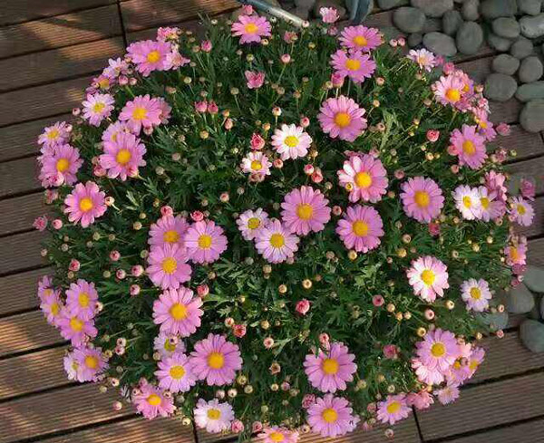 千头菊