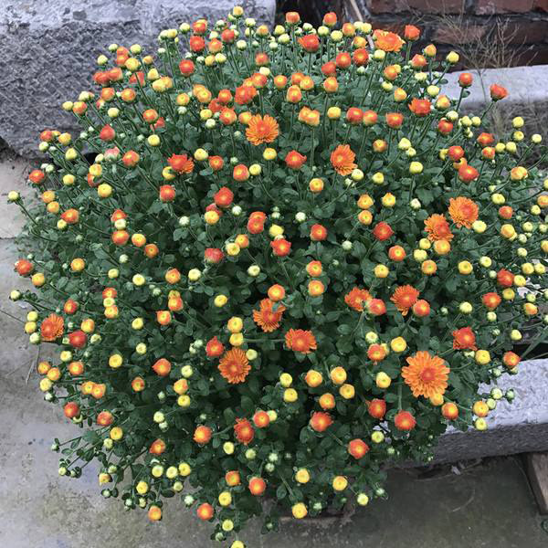 千头菊