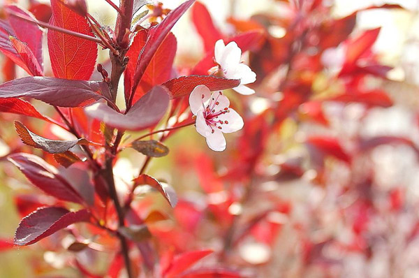 红叶李适合庭院种植吗？红叶李种植时间及管理