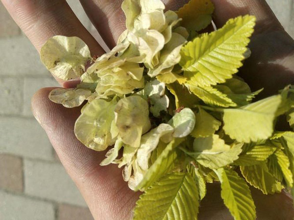 金叶榆种子能种植吗？金叶榆种植与管理技术