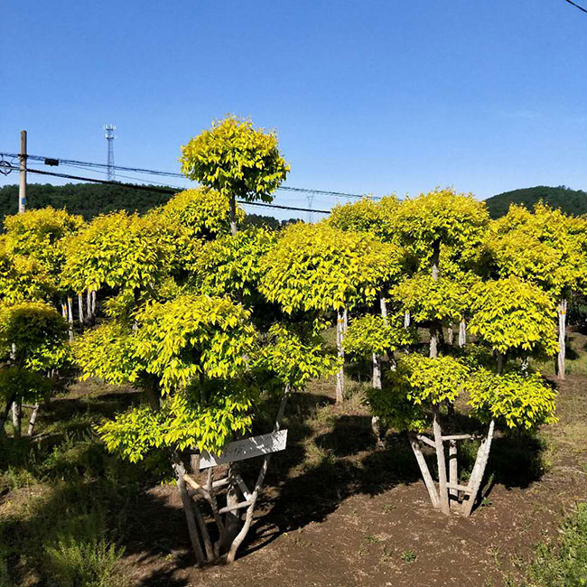 金叶榆枝怎么养?金叶榆的种植养护技术
