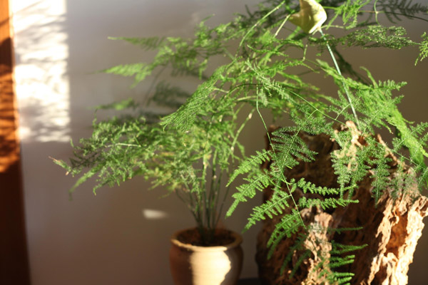 文竹花期养护4个方法