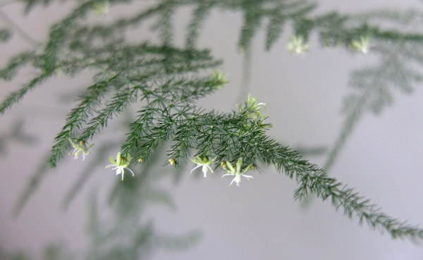 文竹的花