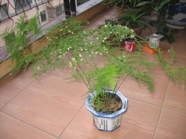 文竹开花