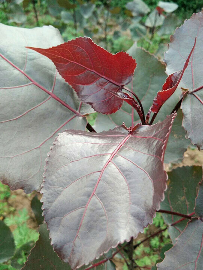 红叶杨树怎么种植?红叶杨种植技术