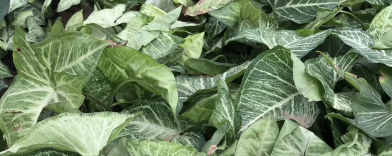 适合做植物墙的植物有哪些