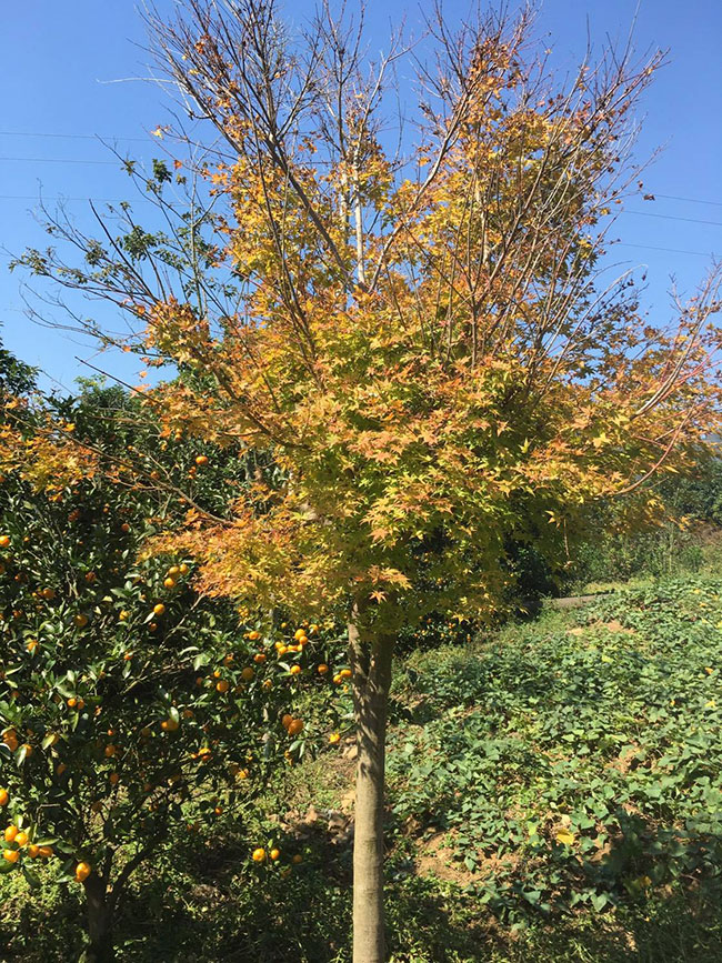 日本红枫怎么种植?日本红枫种植技术