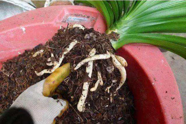这4种花秋天不换盆就难熬过冬天