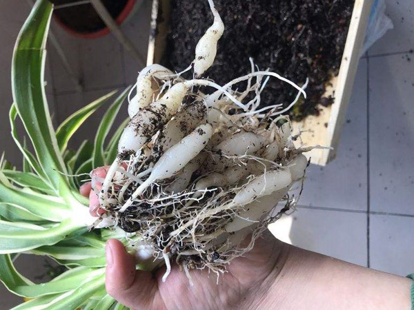 吊兰换盆
