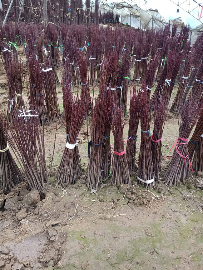 日本红枫种植前景如何?哪种红枫树最有投资前景?