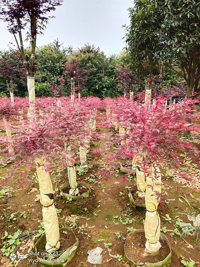 日本红枫种植前景如何?哪种红枫树最有投资前景?