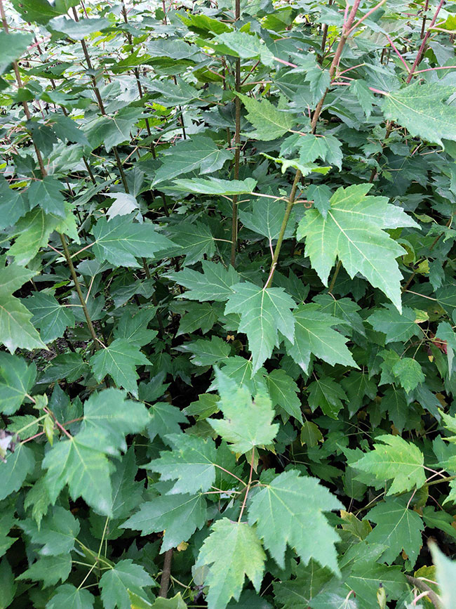 日本红枫种植前景如何?哪种红枫树最有投资前景?
