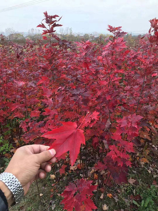 红舞姬怎么浇水?红舞姬浇水管理方法
