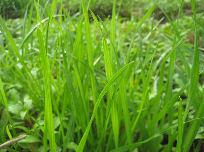 狗牙根草籽多少钱一斤?狗牙根种子价格